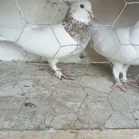 پاپر نر پرشی