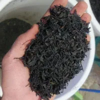 فروش انواع چایی|عمده‌فروشی|لاهیجان, لیالستان|دیوار