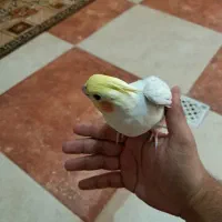 فروش عروس هلندی لوتینو فول رام|پرنده|بم, |دیوار