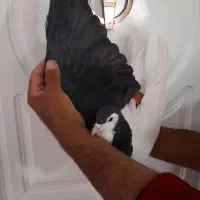 راست سیله خوشکل بدون ایراد|پرنده|اسفراین, |دیوار