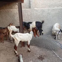 بز دوقلوزا|حیوانات مزرعه|برازجان, |دیوار