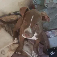 پیتبول ماده نژاد خاص و دوسداشتنی|سگ|محمدیه-قزوین, |دیوار