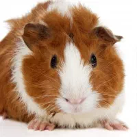 خوکچه هندی|موش و خرگوش|مشهد, پورسینا|دیوار