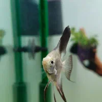 ۲ عدد آنجل بلوگارنین و ۱۰ عدد پلاتی خونی