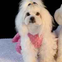 شیتزو مالتیز حامله