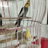 دو عدد عروس هلندی زیبا و سالم