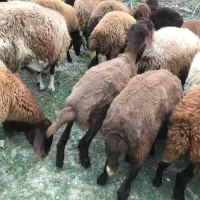 بره نر وماده همو وهترو