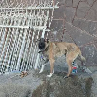سگ نگهبان ۶ ماهه سرابی