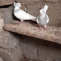 کبوتر کلفه و ساری باش