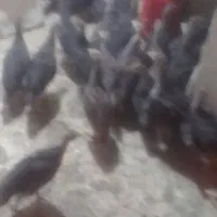 تعداد جوجه بوقلمون برنزه سینه پهن ۴۵روزه سالم