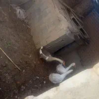 چند عدد غوغاز اصل|حیوانات مزرعه|بناب, |دیوار