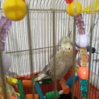 عروس هلندی جفت