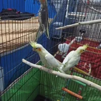 جفت عروس پاریس با جوجه|پرنده|سوسنگرد, |دیوار