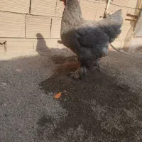 مرغ و خروس برهما