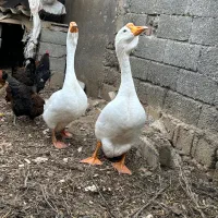 غاز قو لیندا|حیوانات مزرعه|پارس‌آباد, |دیوار