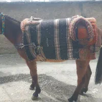 فروش قاطر۷سال جوان وسرحال وبدون مشکل