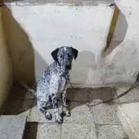 سگ صد و یک خالدار