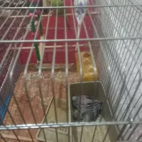 دوعددمرغ عشق بادوتاجوجه۱۶۰۰|پرنده|سنندج, |دیوار