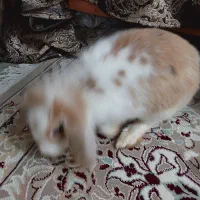 خرگوش نژاد دار