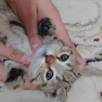 واگذاری فوری