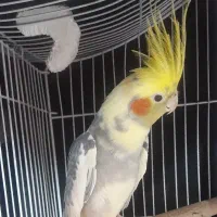 عروس هلندی نر معاوضه با قناری۱