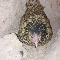 مرغ جوان  نژاد دار کرچ