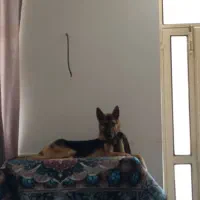 سگ گمشده پیدا کردین مژدگانی خوبی بهتون میدیم|حیوانات|صدرا-فارس, فاز ۲|دیوار