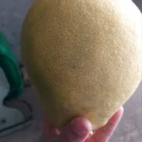 فروش میوه بالنگ یه همون پرتابی