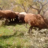 میش بره دار|حیوانات مزرعه|ماهنشان, |دیوار