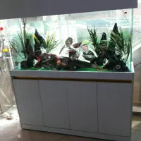 نصب وراه اندازی وسرویس آکواریوم|ماهی|کرج, عظیمیه|دیوار