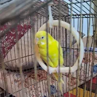 مرغ عشق هلندی