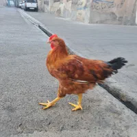 یک عدد مرغ و خروس