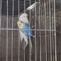 مرغ عشق طوطی برزیلی|پرنده|محمدشهر, ولدآباد بزرگ|دیوار