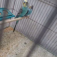 فروش یک جفت مرغ عشق