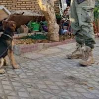 ژرمن اصیل|سگ|سمنان, |دیوار