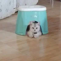 واگذاری گربه سفید نژاد اسکاتیش شورت هیر|گربه|کرمانشاه, |دیوار