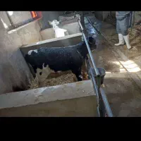 گوساله گاوداری