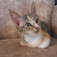 واگذاری گربه