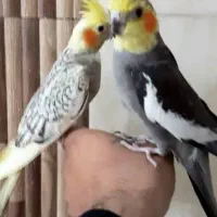 چهار عدد عروس هلندی دستی|پرنده|قم, امامزاده ابراهیم|دیوار