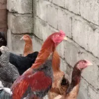 فروش مرغ و خروس لاری