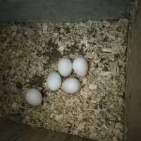 عروس هلندی کوتوله برزیلی|پرنده|صحنه, |دیوار