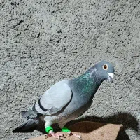 سبز|پرنده|نیشابور, ریوند|دیوار