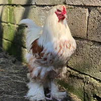 جوجه ونیمچه برهما،لهستانی،مرندی،قوغازلیندا غازمحلی