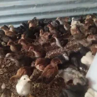 نمیچه برهما جوجه گلپایگان