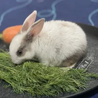 واگذاری خرگوش|موش و خرگوش|مشهد, هنرستان|دیوار