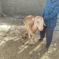 شیشک چینی
