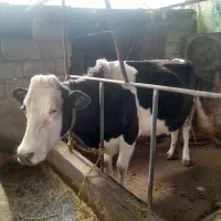 یک راس گاو۹ماه آبستن