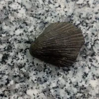 فسیل صدف