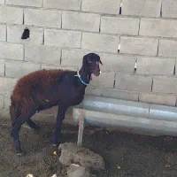 فروش گوسفند افشاری