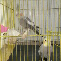 عروس هلندی نرو ماده